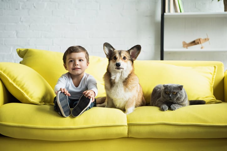 Hazards in the home for children and pets
